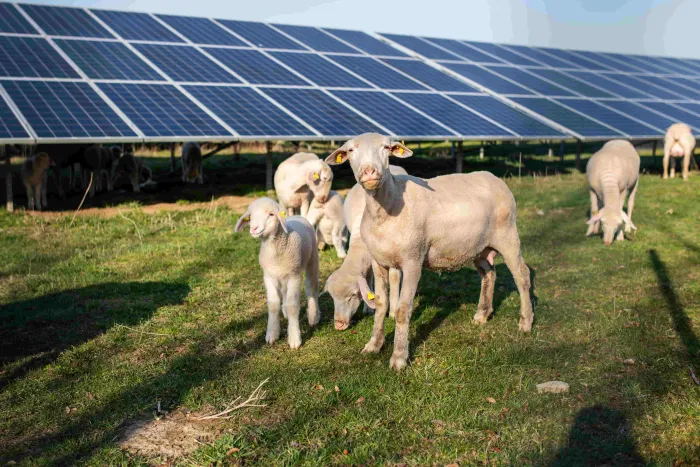 Einige Schafe vor Solar-Panels