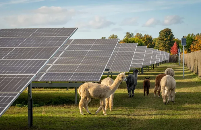 Lamas bei Solar-Panels