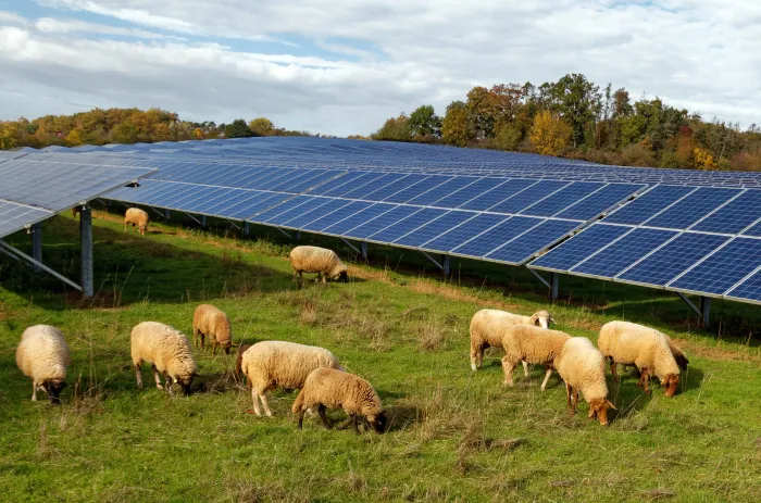 Schafe auf Wiese vor Solar-Panels